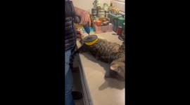 Polishing The Cat