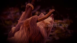 US: Sloths Bats And Naked Mole Rats Star In Bronx Zoo’s Shadowy New Exhibit