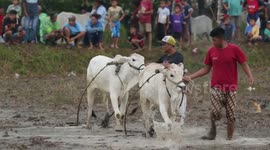 Cow racing in the muddy fields is an interesting spectacle for the people