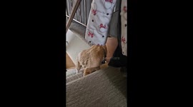 Sanji, Orange tabby cat gets head stuck in plastic toy piggy top trying to find his way up the stairs while younger brother, black cat, Zoro, thinks it's a game