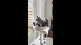 kittens chilling