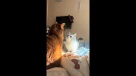 Short-legged cat gives up after playful tap in Shanghai, China