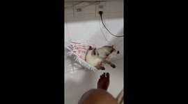 Kitten startled as hammock snaps during nap in Aracaju, Brazil