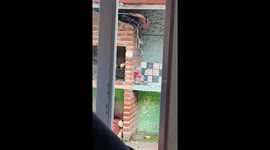 Rat climbs brick grill with slice of bread in Montevideo, Uruguay