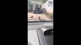 Parrot dances humorously in Maracay, Venezuela