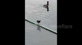 Birds show incredible balance as they run along narrow pipe to build nest