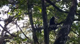 Cameras capture 71 wild animal species in Yunnan nature reserve