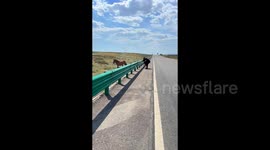 Motorist lifts foal over highway guardrail so it can reunite with anxious mother