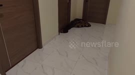 Angry resident takes revenge on noisy neighbour by leaving SNAKES outside front door