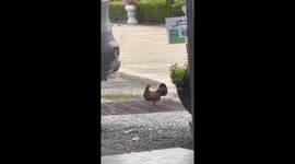 Kind resident saves wild red junglefowl chicks that fell into the drain