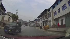 Escaped ox runs into road and fly kicks oncoming car