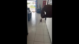Man's mischievous cockroach prank leaves woman scared out of her wits