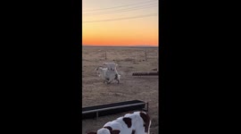 Playful lamb jumps onto mother’s back to go for a ride