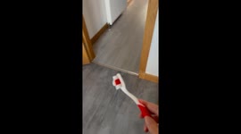 Dog hilariously tries to escape toothbrush by 'disappearing' in cushions