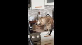 Cat Paws At Pound Cake