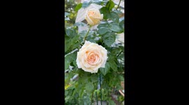 Tree Frog Cozy in a Rose