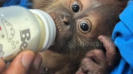 Infant Orangutans Rescued From Wildlife Trafficking Operation in Thailand