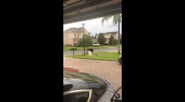 Black Bear Takes Stroll In Florida Neighborhood