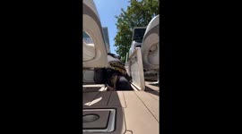 Baby Raccoons Rescued From Boat Compartment in California