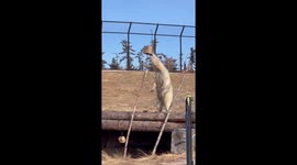 Siku the Polar Bear Starts Day With Big Morning Stretch