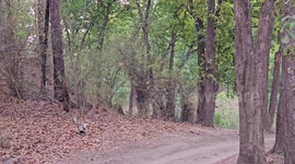 Charming scenes show mother tiger leading cubs through forest