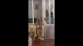 Dog Surprised While Looking Through Window