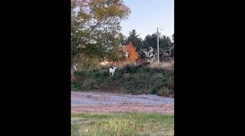 White Deer on NMU's Campus