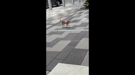 Dog Tracks Down Owner By Smell