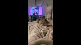 A Lick and a Glare From Cody