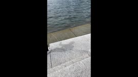 Poodle Runs Into Lake Chasing A Duck