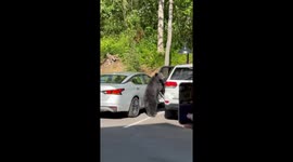 Incredible moment bear breaks into US woman's car before escaping with bag of apples