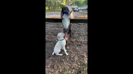 Boxer Tongue Kissing a Horse