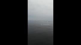 Pod of Beluga Whales