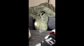 Teethy Dachshund Emerges From Blankets