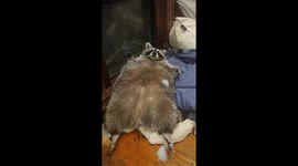 Big Raccoon Puff Ball