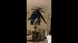 Drying Clothes On The Ceiling Fan