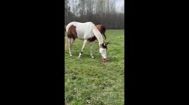 Not a Fan of Rubber Chickens