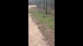 Snapping Turtle Tells Woman to Back Off