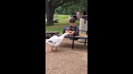 Teasing Goose Gives Kisses