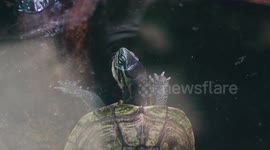 Switzerland: Three New Endangered Turtle Species Arrive At Zurich Zoo Marking Step Toward Conservation Future