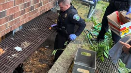 Kittens Rescued From Drain By Manchester Police, Fire Crews