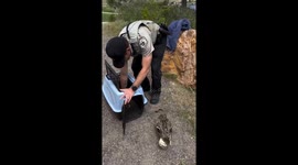 Englewood, Colorado Officers Rescue Ducklings Trapped in Storm Drain