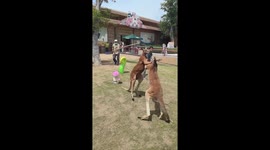 Zookeepers try to break up fight between two kangaroos