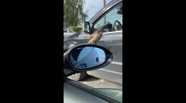 Tiny Passenger on the Side Mirror