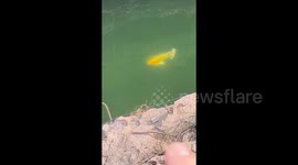 Local enchanted by 'glowing' golden carp in mountain pond