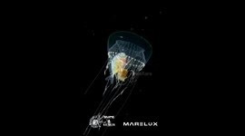 Small fish seek safety in jellyfish's tentacles to avoid oceanic predators