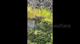 Determined mother cat leaps down cliff to rescue exhausted kitten after agonising fall