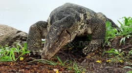 Asian water monitor lizards in Lumphini Park, Bangkok having a tense encounter