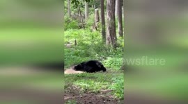Bears enjoy rolling around in fresh pine shavings