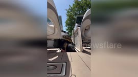 Baby raccoons rescued from boat in California